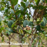 Syzygium oliganthum Thwaites